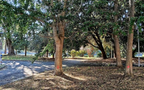 Alberi segnati con croci arancioni in zona Diga Perfigli, interviene il Comune di Lavagna