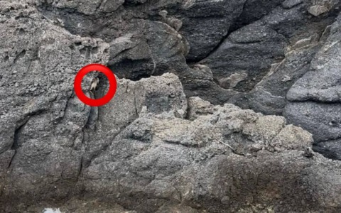 Salvata la capra rimasta su uno scoglio a Camogli