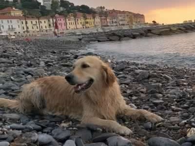 Addio a Zoe, la Golden simbolo del Ponte Morandi