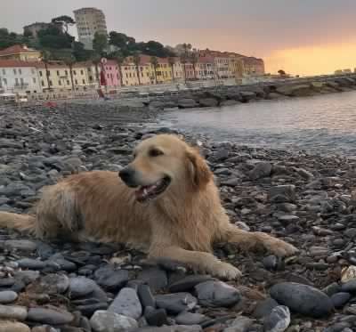 Addio a Zoe, la Golden simbolo del Ponte Morandi