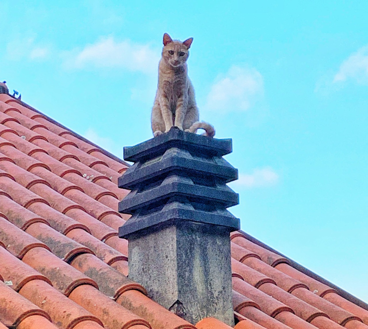 Casarza Ligure per il benessere delle colonie feline e per il contrasto al randagismo