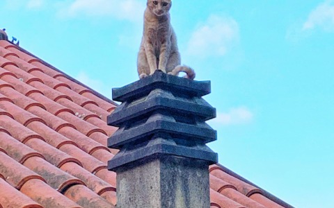 Casarza Ligure per il benessere delle colonie feline e per il contrasto al randagismo