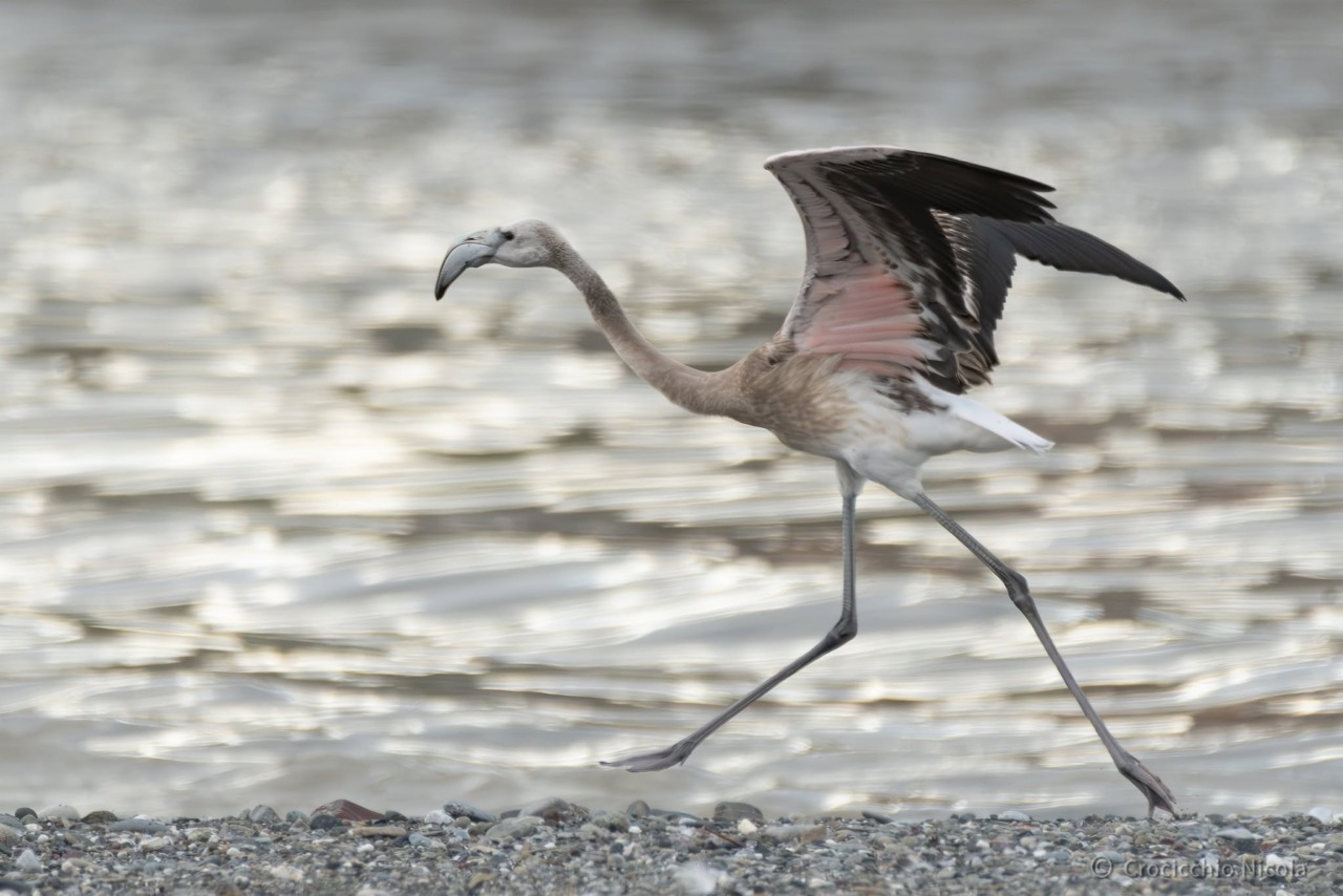 Un giovane fenicottero rosa avvistato sul fiume Entella