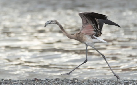 Un giovane fenicottero rosa avvistato sul fiume Entella