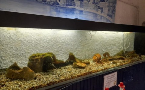 Lavori straordinari all’acquario di via Portobello