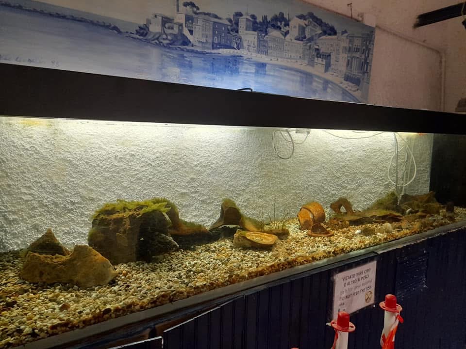 Lavori straordinari all’acquario di via Portobello