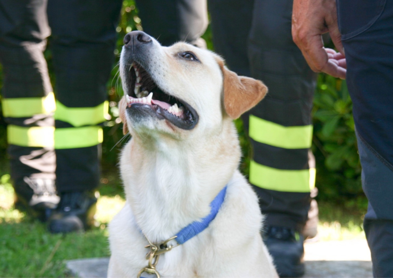 Oggi il Premio Fedeltà a San Rocco di Camogli: le storie