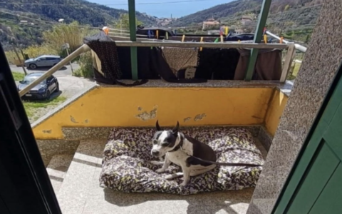 Scontro tra cani a Moneglia, parla la proprietaria: «Diciamo la nostra»