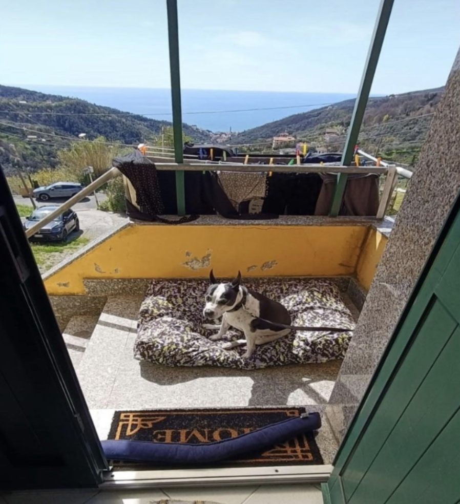 Scontro tra cani a Moneglia, parla la proprietaria: «Diciamo la nostra»
