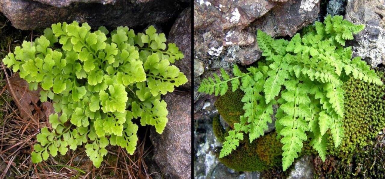 Alla ricerca delle felci di Bosco Fontana, un’escursione tra relitti glaciali e piante rare