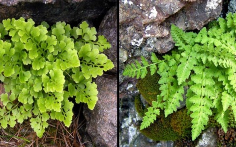 Alla ricerca delle felci di Bosco Fontana, un’escursione tra relitti glaciali e piante rare