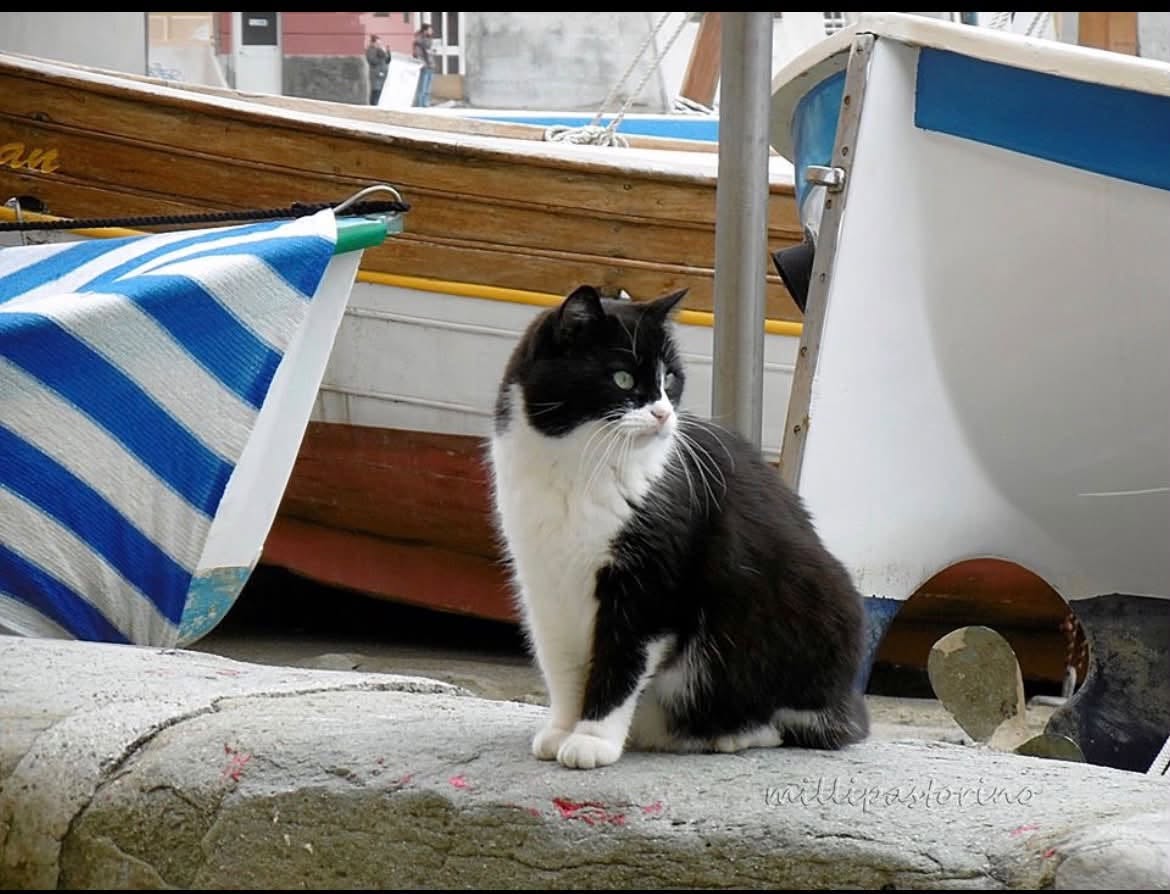 Addio a Titta,  “Regina” e mascotte di Portobello a Sestri Levante