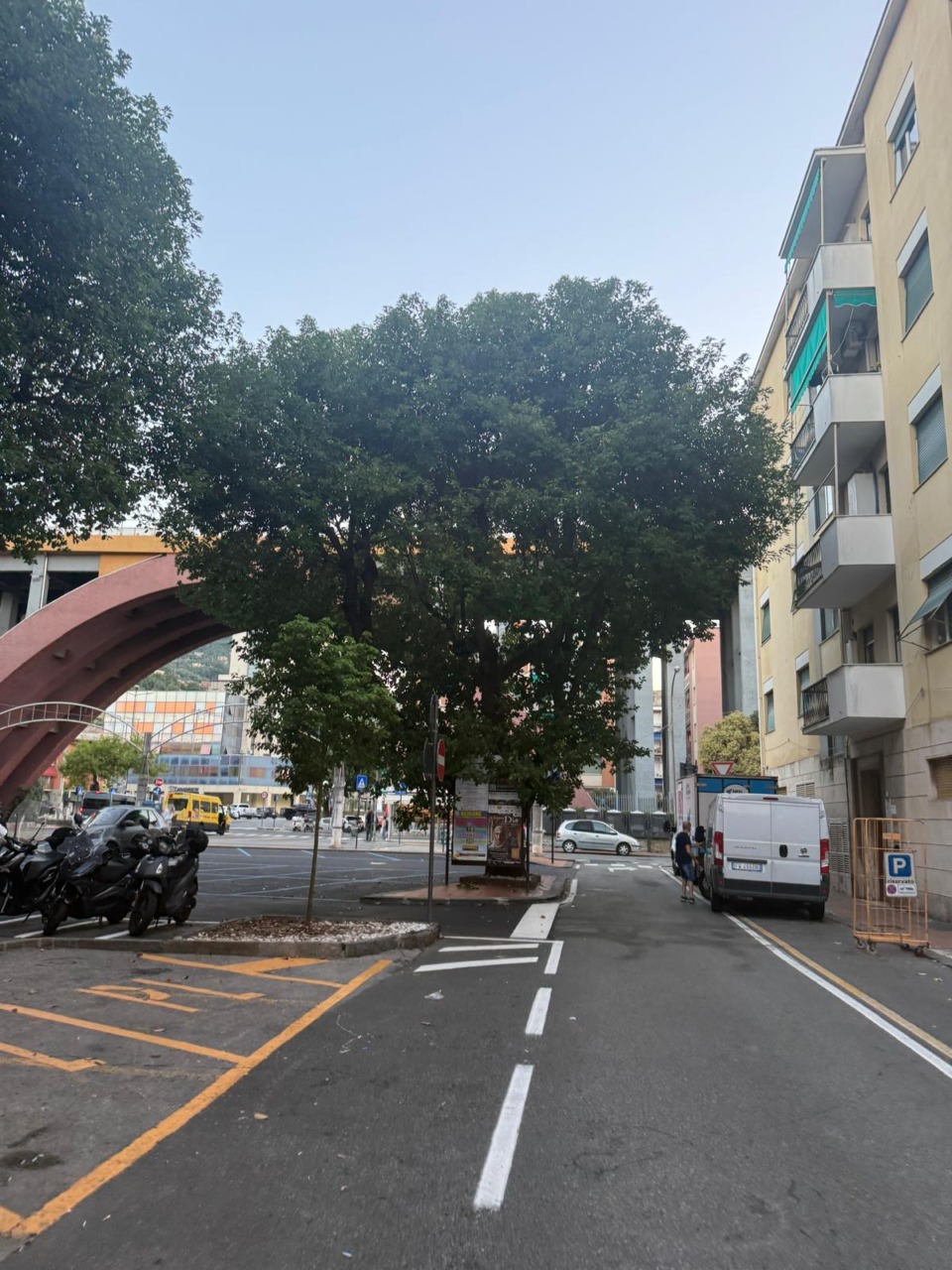 Recco, canfora a rischio crollo in piazza Matteotti: sarà abbattuta e sostituita