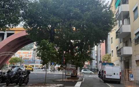 Recco, canfora a rischio crollo in piazza Matteotti: sarà abbattuta e sostituita