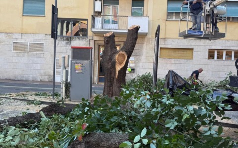 Recco, abbattuta la canfora a rischio crollo in piazza Matteotti
