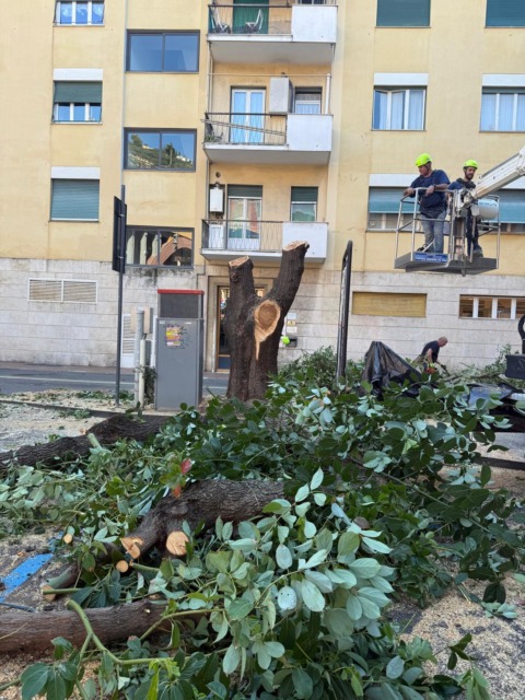 Recco, abbattuta la canfora a rischio crollo in piazza Matteotti