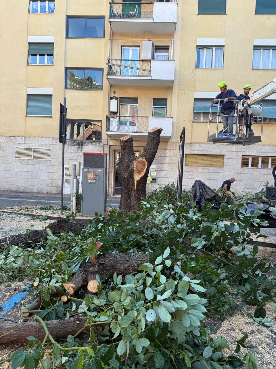 Recco, abbattuta la canfora a rischio crollo in piazza Matteotti