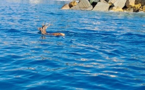 Cavi di Lavagna, cervo finisce in mare