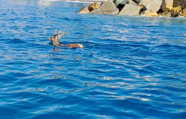 Cavi di Lavagna, cervo finisce in mare