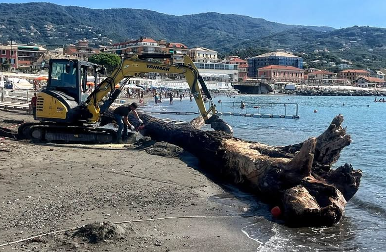 Lavagna, rimosso dalla spiaggia un tronco di pioppo lungo 15 metri