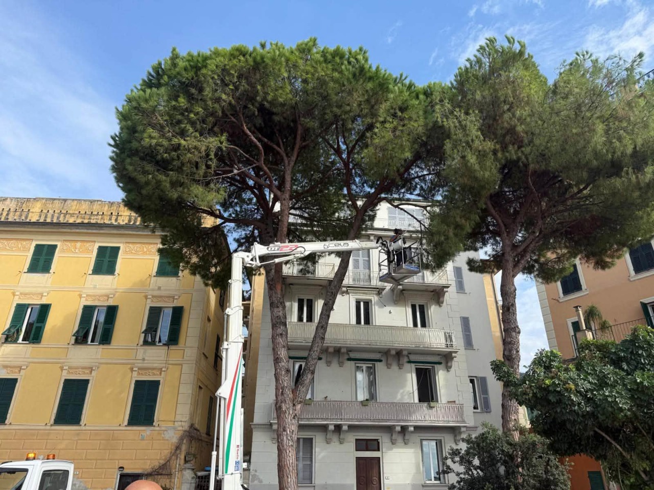 Dopo il crollo di un pino a causa del maltempo, abbattuto a Recco un altro albero a rischio