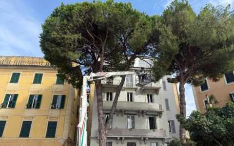 Dopo il crollo di un pino a causa del maltempo, abbattuto a Recco un altro albero a rischio