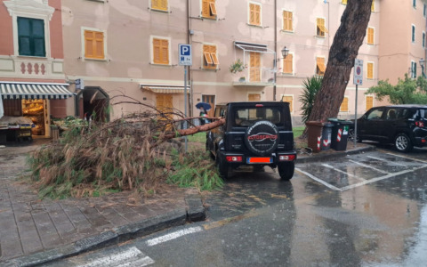 Cade ramo di pino, auto danneggiata