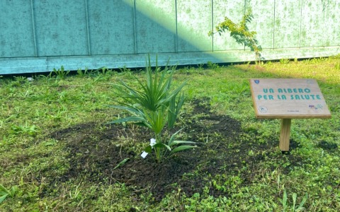 Una palma nana nel giardino dell’ospedale di Rapallo: salute e ambiente crescono insieme