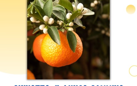 Corso di cultura genovese a Chiavari, alla scoperta del chinotto
