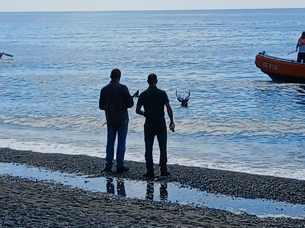 Liberato il cervo soccorso in mare, il video