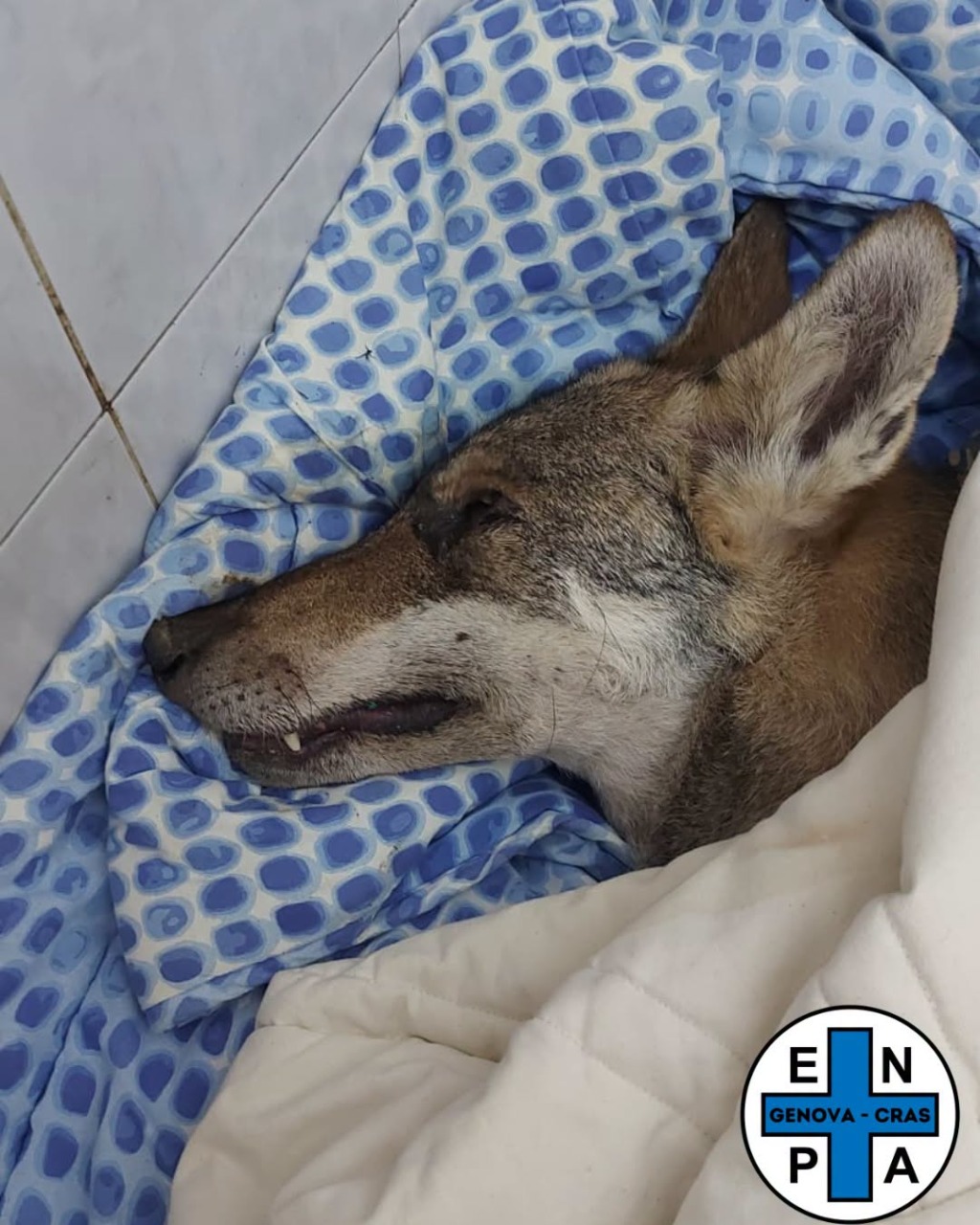 Morta la lupa recuperata a Lumarzo