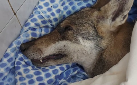 Morta la lupa recuperata a Lumarzo