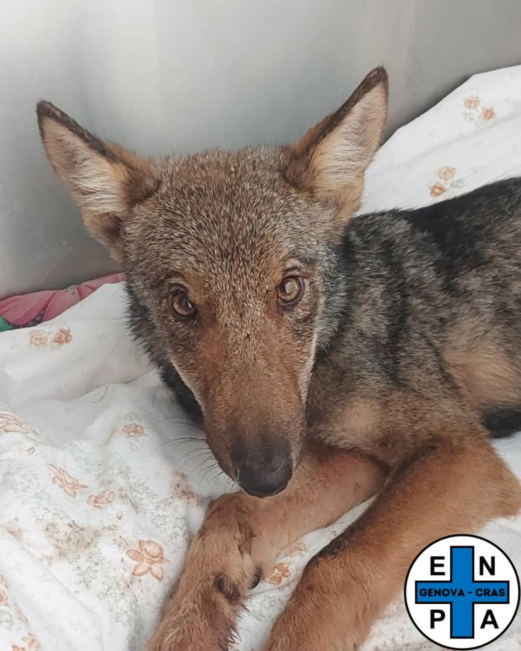 Una lupetta salvata dal Centro di recupero animali selvatici