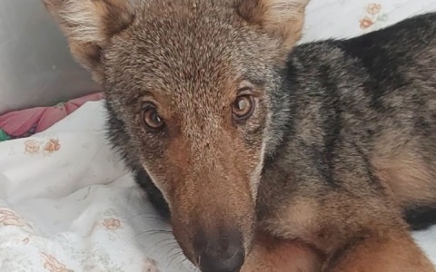 Una lupetta salvata dal Centro di recupero animali selvatici