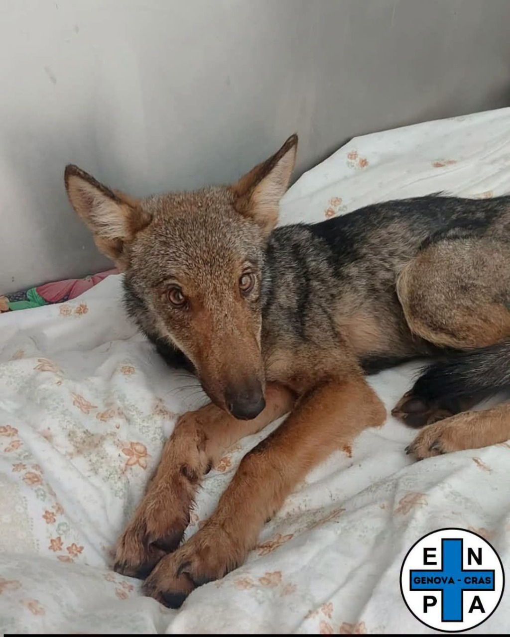 Morta la lupetta recuperata a Sori