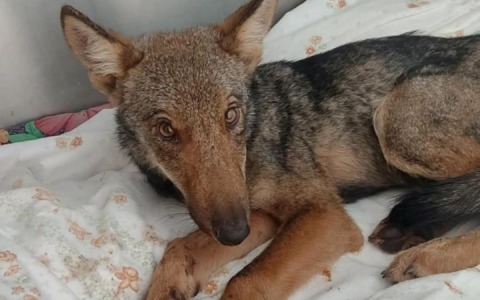 Morta la lupetta recuperata a Sori